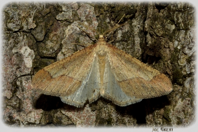 Agriopis marginaria - sárgás téliaraszoló