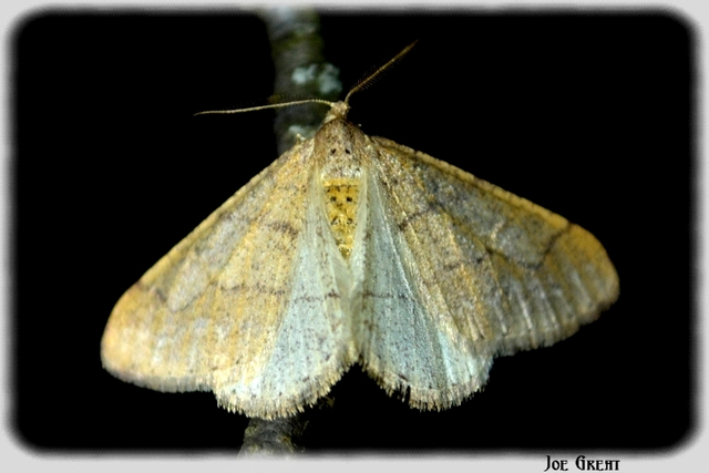 Agriopis marginaria - sárgás téliaraszoló