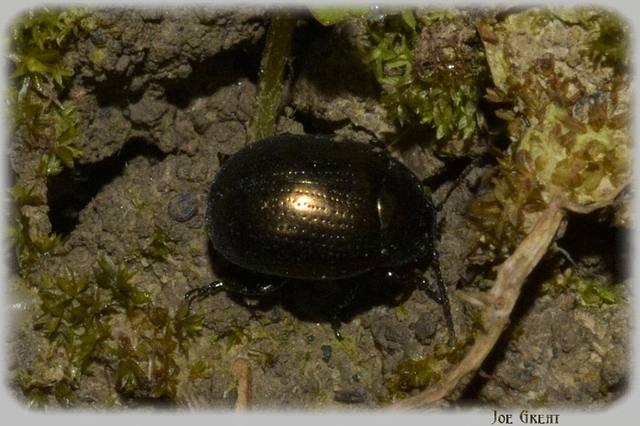 Chrysolina
