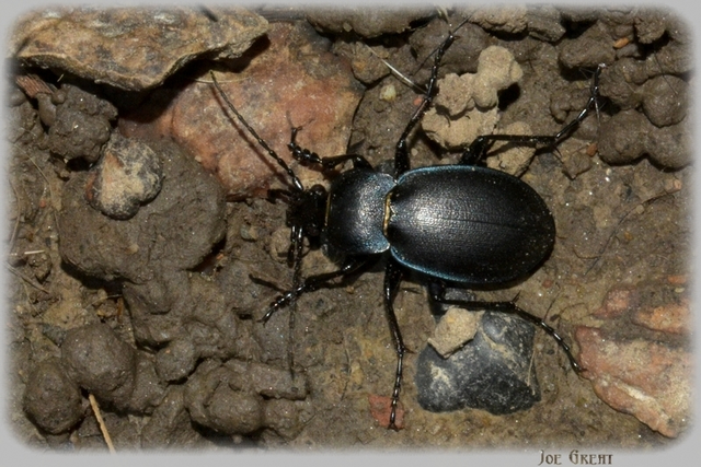 Carabus Carabus