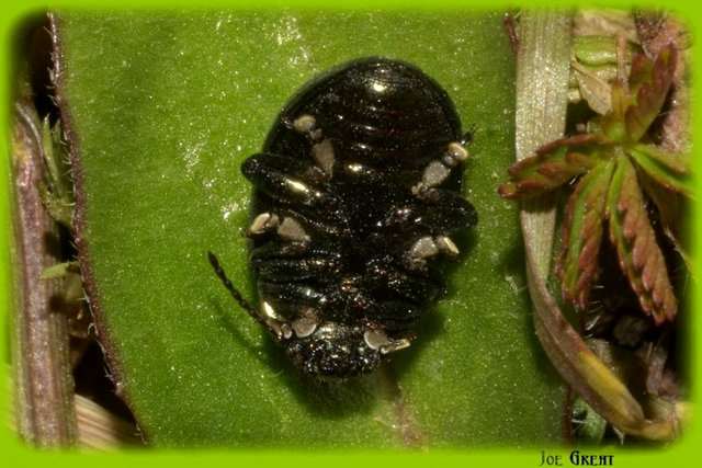 Chrysolina