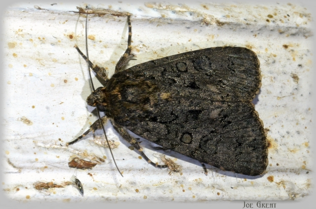 Acronicta rumicis - sóska-szigonyosbagoly Acronicta rumicis - sóska-szigonyosbagoly