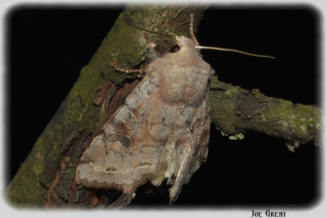 Orthosia incerta - változékony barkabagoly