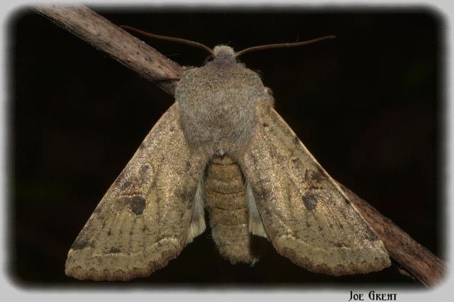 Orthosia incerta - változékony barkabagoly