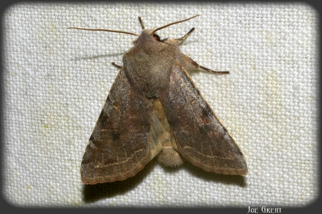 Orthosia incerta - változékony barkabagoly