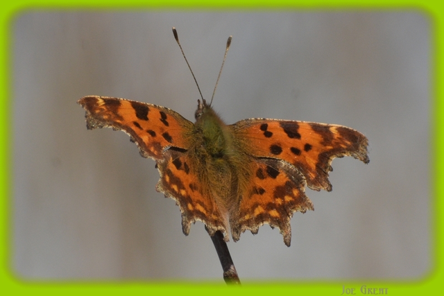 Nymphalis c-album - C-betűs lepke