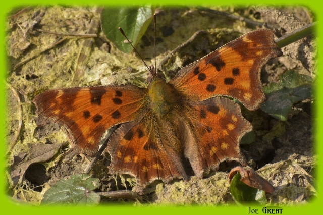 Nymphalis c-album - C-betűs lepke