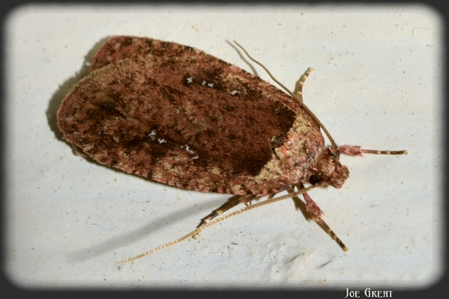 Depressariidae - laposmolyfélék