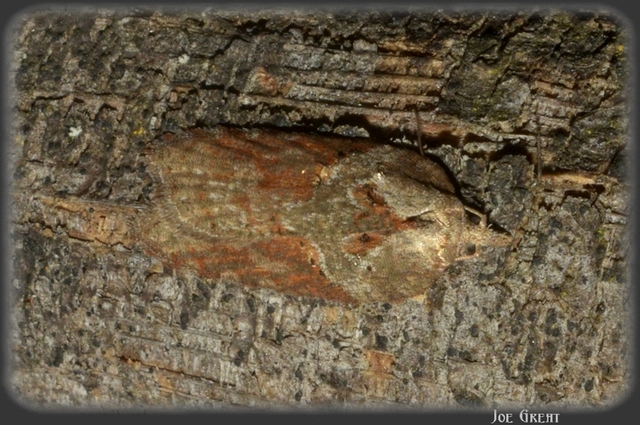 Acleris