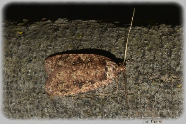 Depressariidae - laposmolyfélék