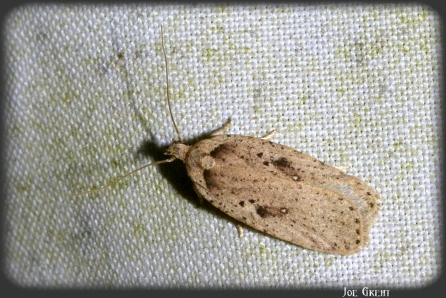Agonopterix yeatiana - köményszövő laposmoly
