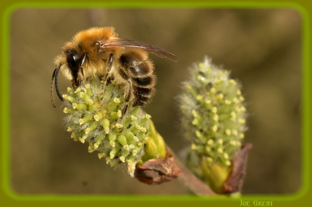 Hymenoptera - Hártyásszárnyúak