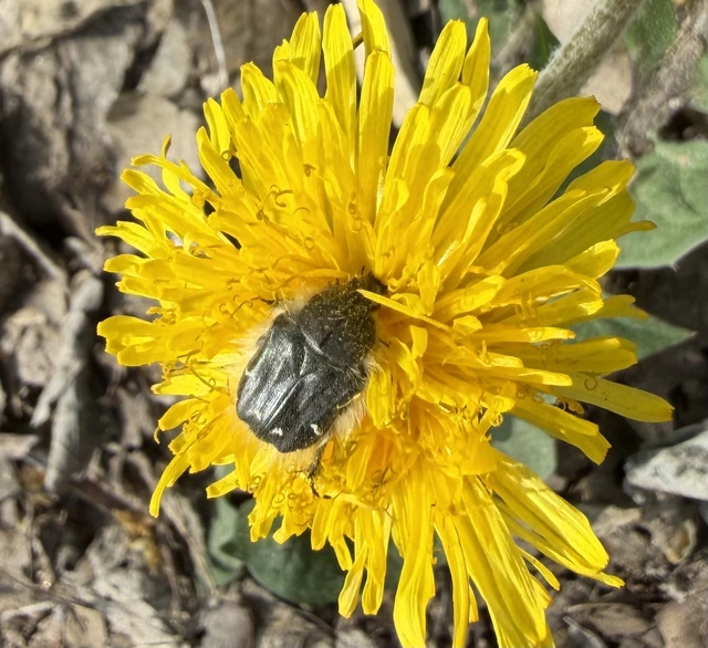 Tropinota hirta - bundás virágbogár