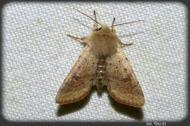 Orthosia cruda - kis barkabagoly