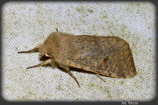 Orthosia cruda - kis barkabagoly
