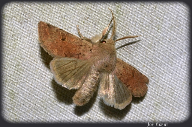 Orthosia cruda - kis barkabagoly