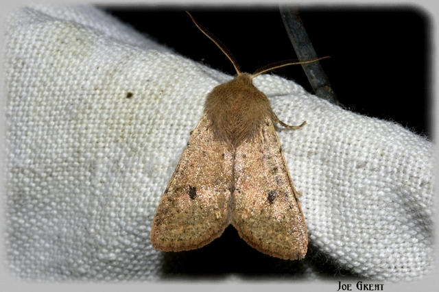 Orthosia cruda - kis barkabagoly