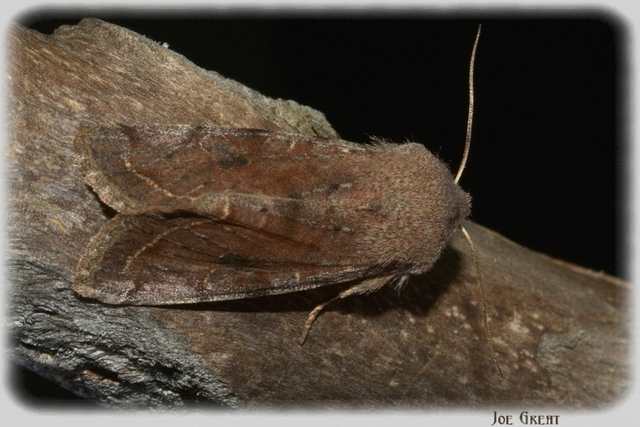 Orthosia incerta - változékony barkabagoly