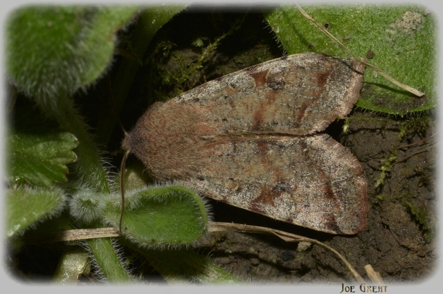 Orthosia incerta - változékony barkabagoly