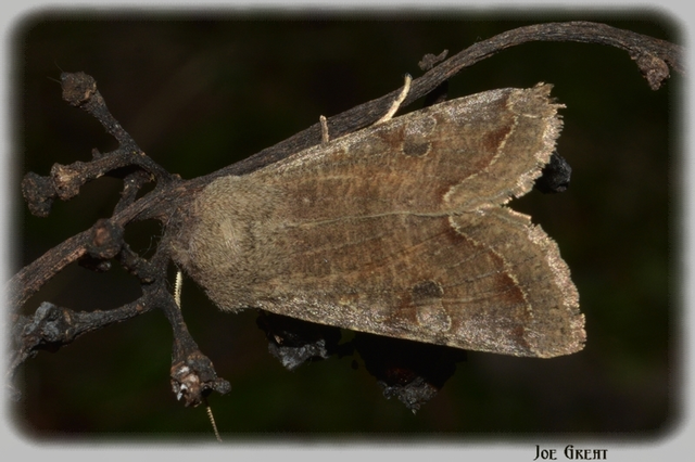 Orthosia incerta - változékony barkabagoly
