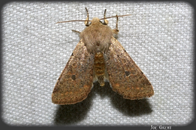 Orthosia cruda - kis barkabagoly