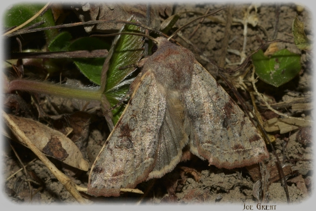 Orthosia incerta - változékony barkabagoly