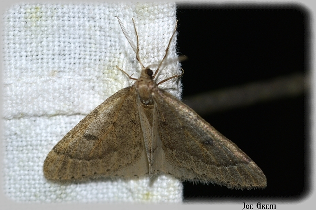 Theria rupicapraria - tavaszi kökényaraszoló