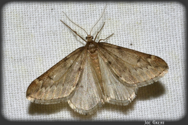 Alsophila aescularia - vadgesztenye-araszoló