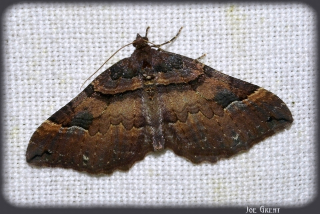 Earophila badiata - csipkerózsa-araszoló