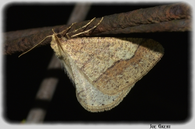 Agriopis marginaria - sárgás téliaraszoló