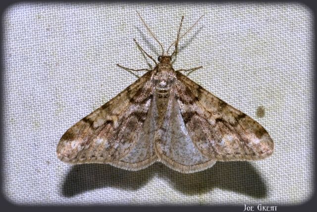 Agriopis leucophaearia - tölgy-tavasziaraszoló