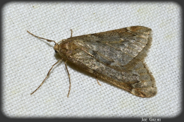 Alsophila aescularia - vadgesztenye-araszoló