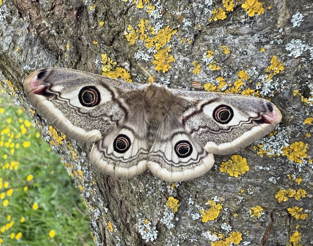 Saturnia pavoniella/pavonia