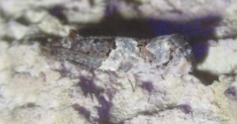Phaneta pauperana - gyepűrózsa-tükrösmoly