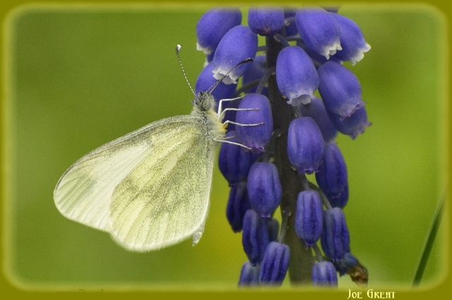 Leptidea sinapis - mustárlepke