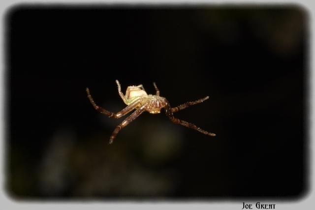 Ebrechtella tricuspidata - alakoskodó karolópók