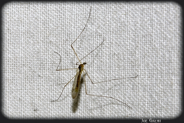 Diptera - Kétszárnyúak
