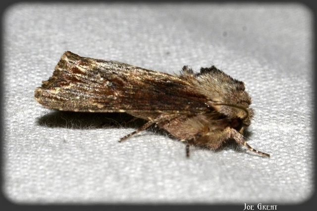 Egira conspicillaris - változékony szürkebagoly
