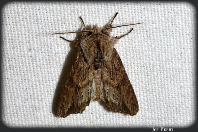 Egira conspicillaris - változékony szürkebagoly