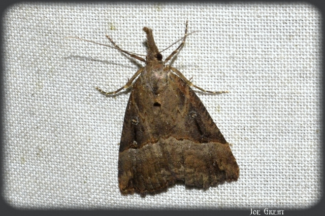 Hypena rostralis - közönséges karcsúbagoly