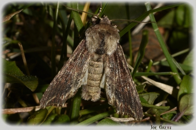 Egira conspicillaris - változékony szürkebagoly