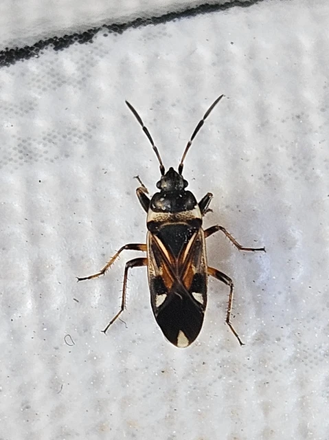 Raglius alboacuminatus - tarka díszesbodobács