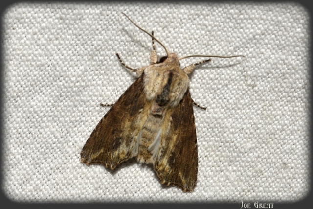 Egira conspicillaris - változékony szürkebagoly
