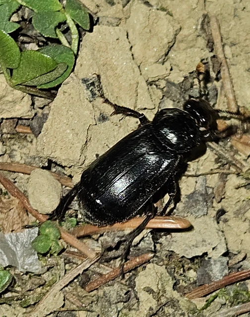 Nicrophorus humator - fekete temetőbogár