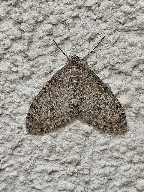 Trichopteryx carpinata - nyárfa-lebenyesaraszoló