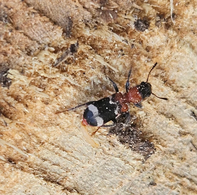 Thanasimus formicarius - vörösnyakú szúfarkas