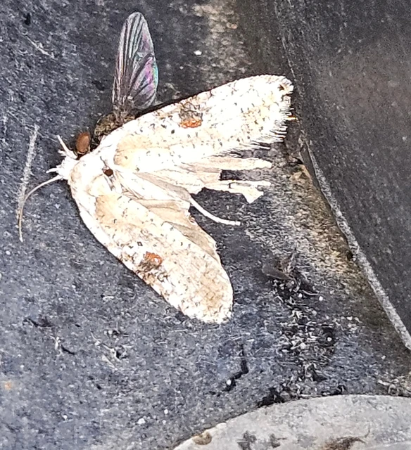 Agonopterix alstromeriana - bürök-laposmoly