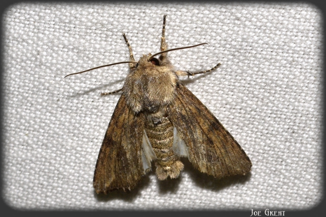 Egira conspicillaris - változékony szürkebagoly