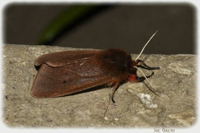 Phragmatobia fuliginosa - füstös medvelepke
