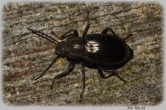 Stenomax aeneus - bronzos gyászbogár Stenomax aeneus - bronzos gyászbogár